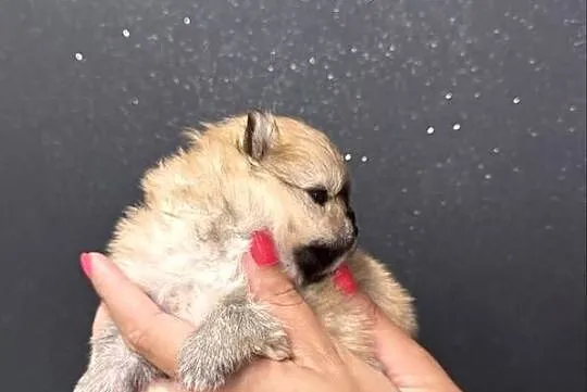 Szpic miniaturowy (Pomeranian) – samiec typu MIŚ, Pomorskie, Przywidz
