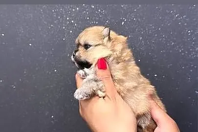 Szpic miniaturowy (Pomeranian) – samiec typu MIŚ, Pomorskie, Przywidz