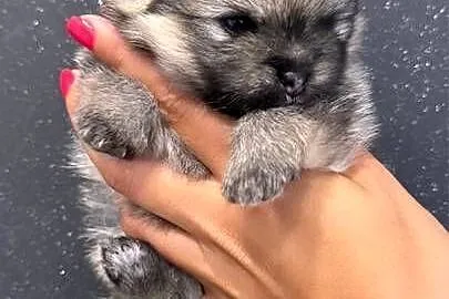 Szpic miniaturowy (Pomeranian) – samiec typu MIŚ, Pomorskie, Przywidz