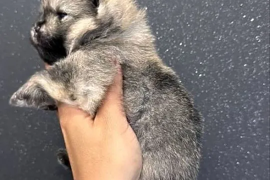 Szpic miniaturowy (Pomeranian) – samiec typu MIŚ, Pomorskie, Przywidz