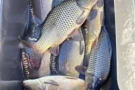 karp amur handlowy