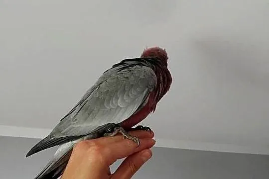 Kakadu Różowe, Pomorskie, Prabuty