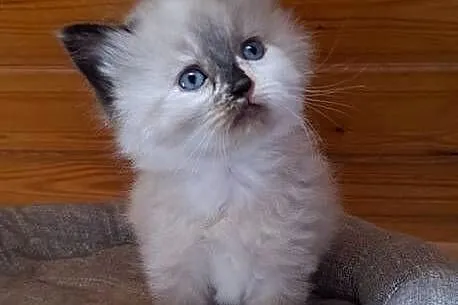 Kotka syberyjska neva masquerade tortie szylkret, Opolskie, Chrząstowice