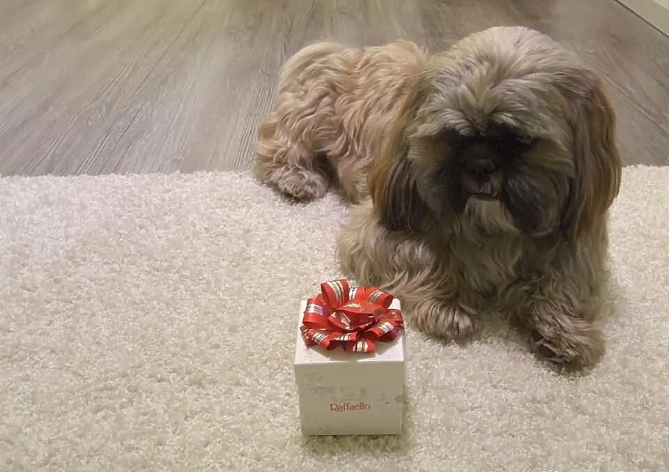 Rperoduktor Shih-tzu