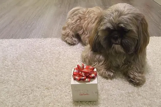 Rperoduktor Shih-tzu