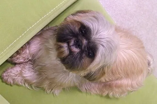 Rperoduktor Shih-tzu
