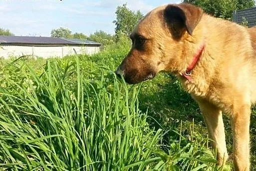 Duży Gustaw o miękkim sercu czeka na miłość i dobr