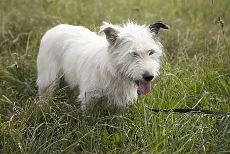 Piękna kudłata Bianka do adopcji :),  wielkopolskie Poznań