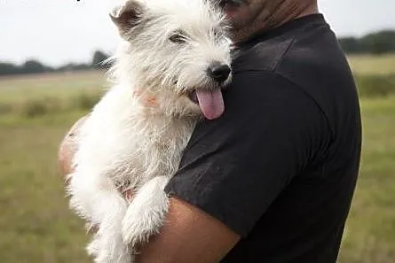 Piękna kudłata Bianka do adopcji :),  wielkopolski