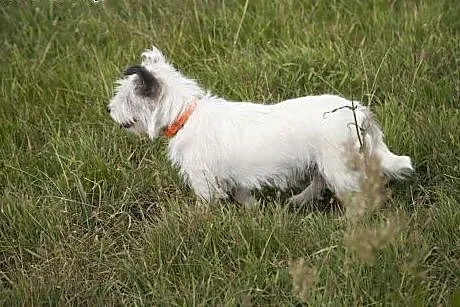 Piękna kudłata Bianka do adopcji :),  wielkopolski