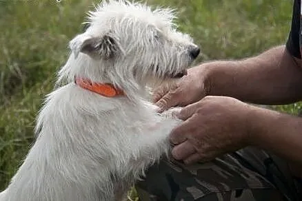 Piękna kudłata Bianka do adopcji :),  wielkopolski