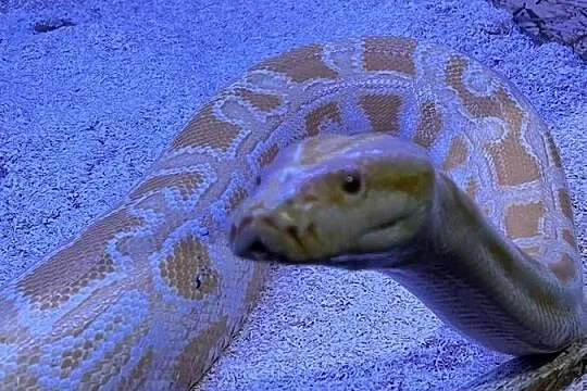 Sprzedam Pytona tygrysiego i Boa Dusiciela