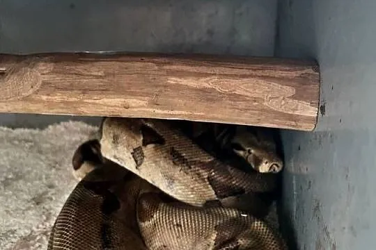 Sprzedam Pytona tygrysiego i Boa Dusiciela, Warmińsko-mazurskie, Pieniężno