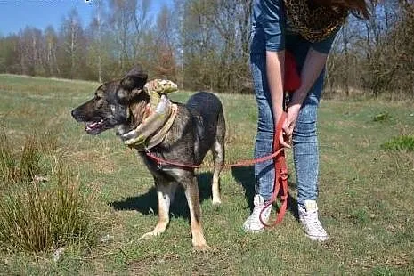 Pomóż Soni - uratowana z pijackiej dziupli czeka n