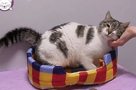 Grzeczna dama PIXI poleca się do domku,  mazowieck