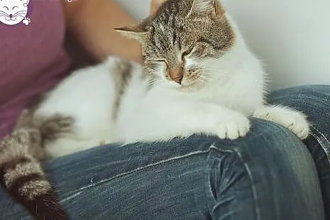 Grzeczna dama PIXI poleca się do domku,  mazowieck