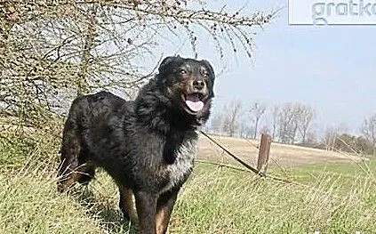 Wronka marzy o cudownym kochającym domku adoptuj ją, , Wrocław