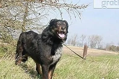 Wronka marzy o cudownym kochającym domku adoptuj ją