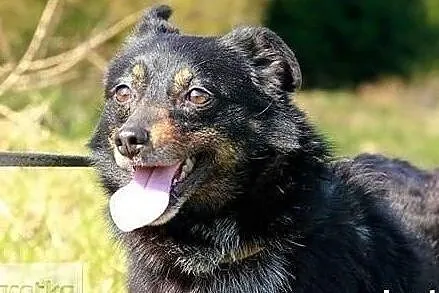 Wronka marzy o cudownym kochającym domku adoptuj ją, , Wrocław