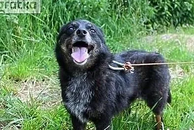 Wronka marzy o cudownym kochającym domku adoptuj ją, , Wrocław