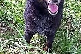 Wronka marzy o cudownym kochającym domku adoptuj ją, , Wrocław