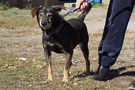 Dżeki z nadzieją wypatruje domu,  Kundelki cała Po