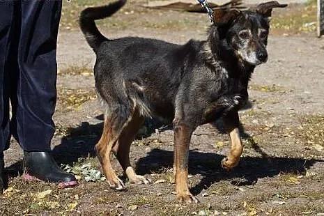 Dżeki z nadzieją wypatruje domu,  Kundelki cała Po