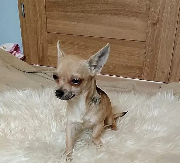 Chihuahua chłopiec, Małopolskie, Szczucin