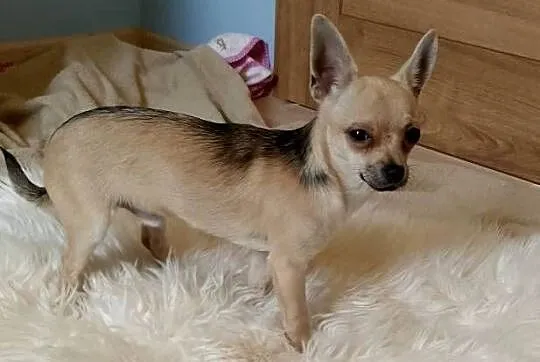 Chihuahua chłopiec, Małopolskie, Szczucin