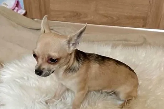 Chihuahua chłopiec, Małopolskie, Szczucin