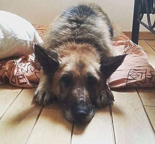 Piękna KUNDZIA najwierniejszy pies jakiego można w