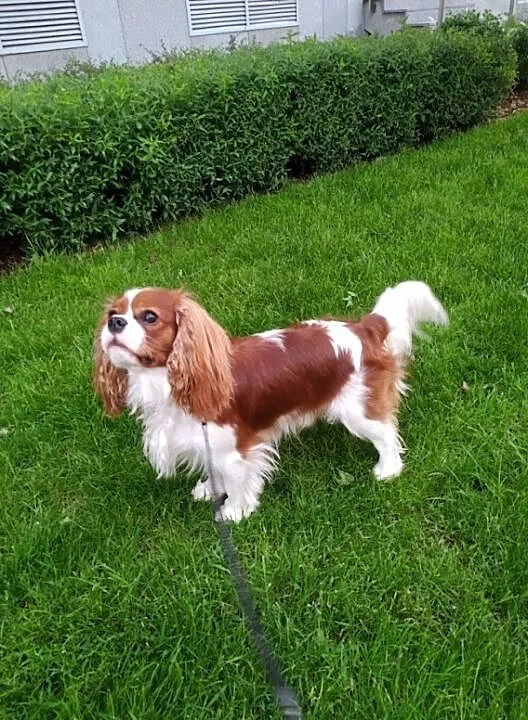 Cavalier King Charles Spaniel reproduktor/krycie ZKwP (FCI), Mazowieckie, Warszawa