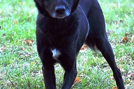 Black - czarny, słodki psiak :)