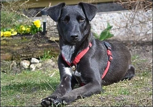 Ok 3 letnia DORA szuka kochającego domku, mazowie