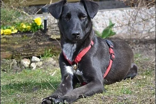 Ok 3 letnia DORA szuka kochającego domku,  mazowie
