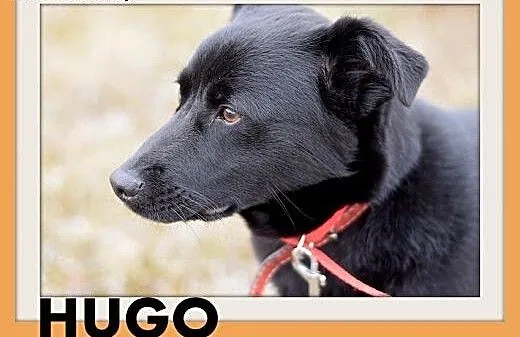 HUGO,średni,łagodny,rodzinny, czarny piesek.ADOPCJ