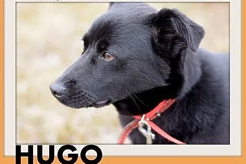 HUGO,średni,łagodny,rodzinny, czarny piesek.ADOPCJ