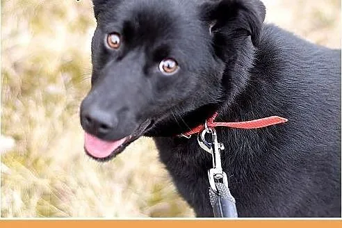 HUGO,średni,łagodny,rodzinny, czarny piesek.ADOPCJ