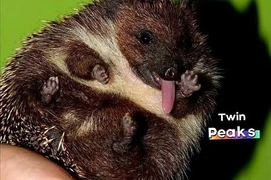 Jeż, jeż pigmejski, jeżyk, jeż afrykański. Hodowla