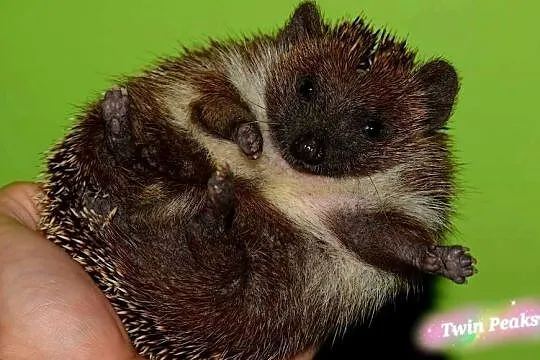 Jeż, jeż pigmejski, jeżyk, jeż afrykański. Hodowla, Dolnośląskie, Wrocław