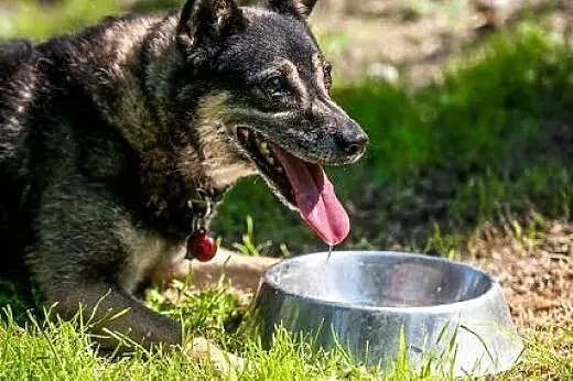 Zaadoptujesz niemałego mistrza zabaw ?,  lubelskie