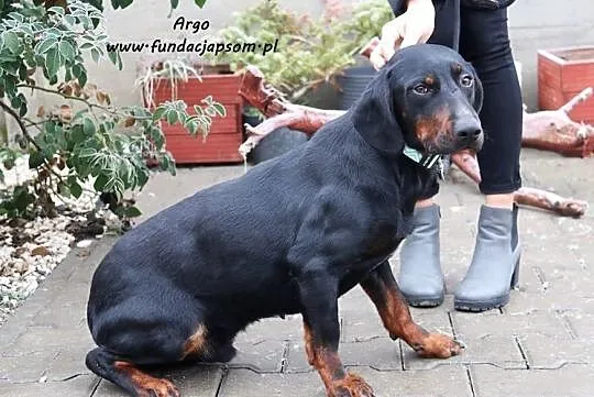 Argo - w typie polskiego gończego, Mazowieckie, Nowy Dwór Mazowiecki
