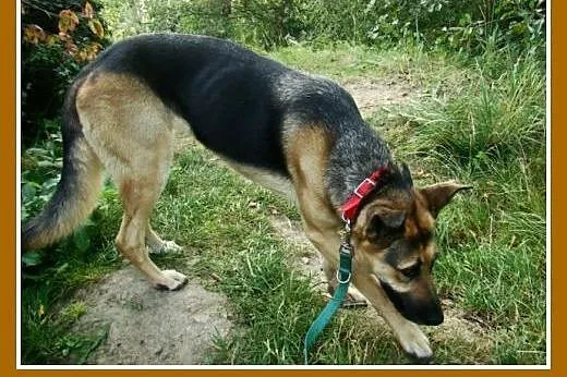 Owczarek niem. 35kg,młoda 1,5 roku,łagodna suka LA