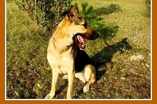 Owczarek niem. 35kg,młoda 1,5 roku,łagodna suka LA