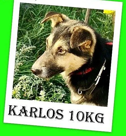 10kg,młody,wesoły,łagodny,towarzyski piesek KARLOS