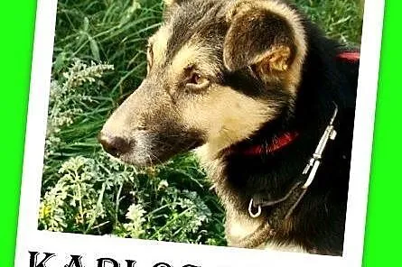 10kg,młody,wesoły,łagodny,towarzyski piesek KARLOS