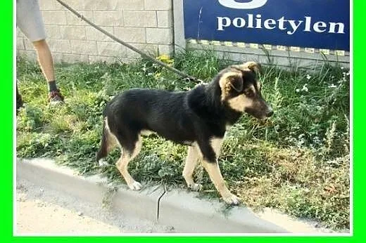 10kg,młody,wesoły,łagodny,towarzyski piesek KARLOS