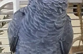 Papuga żako kongijskie, Sosnowiec