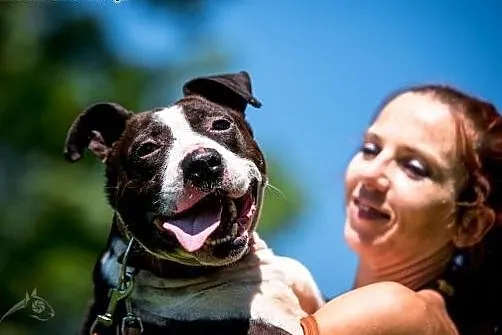 Jero - wspaniały pies typu Bullterrier szuka domu 