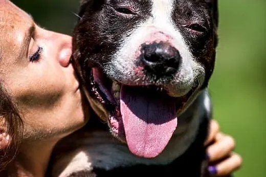 Jero - wspaniały pies typu Bullterrier szuka domu 